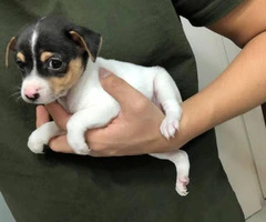 Tiny Rat Terrier Puppies for sale - 7