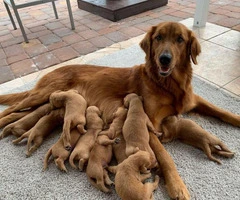 AKC Golden retrievers 7 males and 2 females