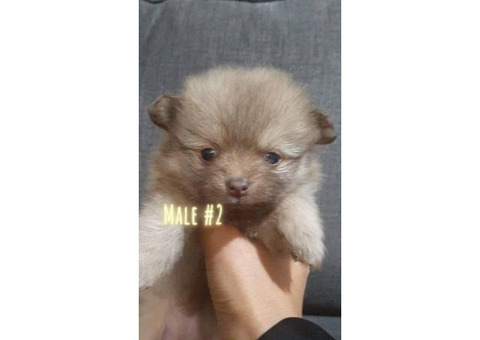 3 Pomeranians for sale