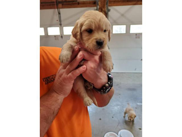 9 AKC Golden Retriever puppies for sale in Fayetteville ...