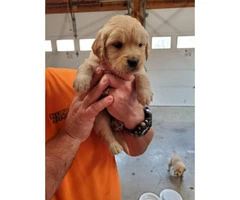 9 AKC Golden Retriever puppies for sale