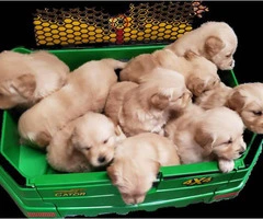 9 AKC Golden Retriever puppies for sale - 2