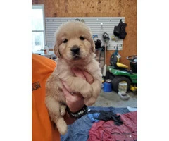 9 AKC Golden Retriever puppies for sale - 3
