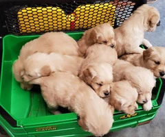 9 AKC Golden Retriever puppies for sale - 4