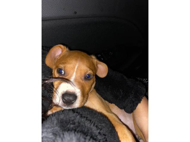 9 weeks old Male Pit bull puppy to be rehomed in