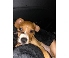 9 weeks old Male Pit bull puppy to be rehomed - 4