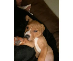 9 weeks old Male Pit bull puppy to be rehomed - 6