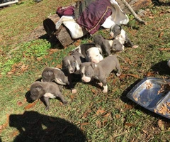 Seven Blue Nose Pit puppies for sale