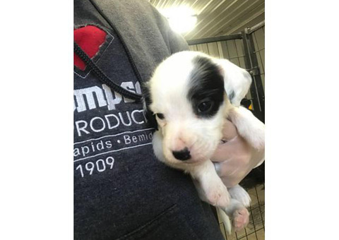 10 English setter Puppies up for sale