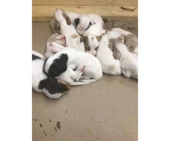 10 English setter Puppies up for sale - 2