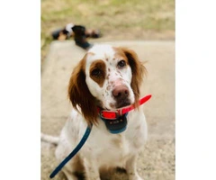 10 English setter Puppies up for sale - 3