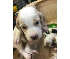 10 English setter Puppies up for sale - 4
