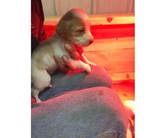 10 English setter Puppies up for sale - 6