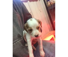 10 English setter Puppies up for sale - 8