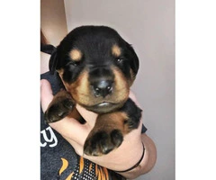 Rottweiler Puppies for sale 2 Boys & 7 Girls Left