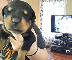 Rottweiler Puppies for sale 2 Boys & 7 Girls Left - 2