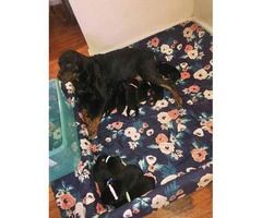 Rottweiler Puppies for sale 2 Boys & 7 Girls Left - 3