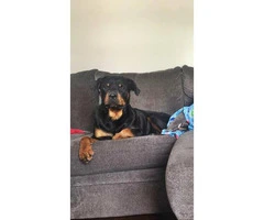Rottweiler Puppies for sale 2 Boys & 7 Girls Left - 6