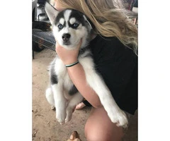One black and white Husky puppy left