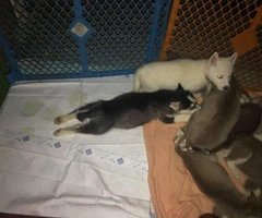 One black and white Husky puppy left - 3