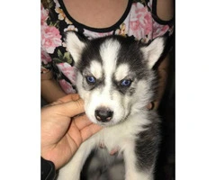 One black and white Husky puppy left - 5
