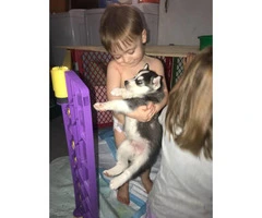 One black and white Husky puppy left - 6