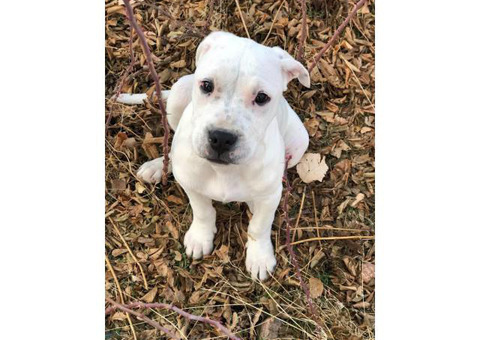 3 Doggo Argentino puppies needs new friendly homes