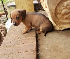 Mini Dachshund puppy for adoption