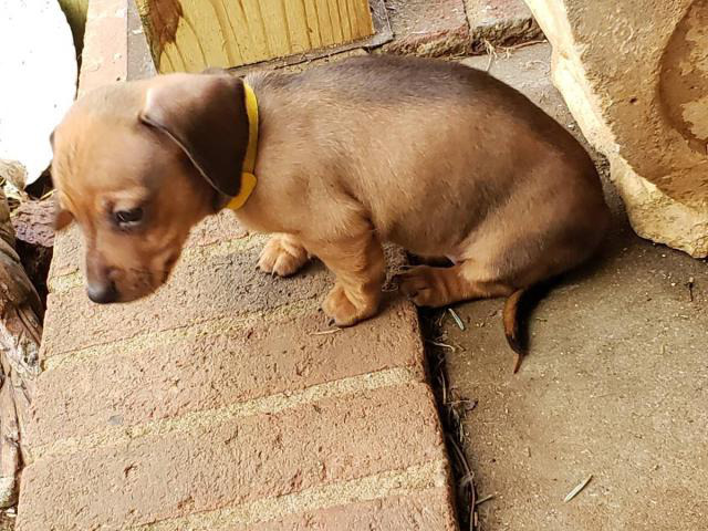 Mini Dachshund puppy for adoption in Concord, North