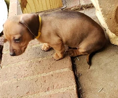 Mini Dachshund puppy for adoption - 2