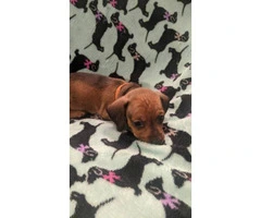 Mini Dachshund puppy for adoption - 3