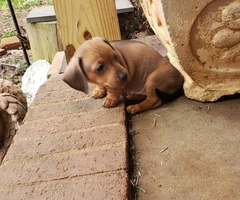 Mini Dachshund puppy for adoption - 4
