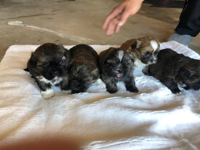 6 Shih Tzu Puppies For Rehoming In Dallas Texas Puppies For