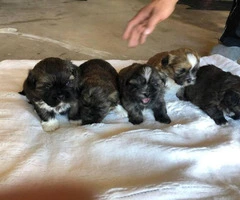 6 Shih Tzu puppies for rehoming - 1
