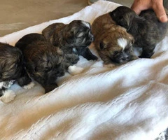 6 Shih Tzu puppies for rehoming - 2