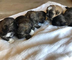 6 Shih Tzu puppies for rehoming - 3