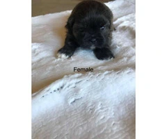 6 Shih Tzu puppies for rehoming - 4