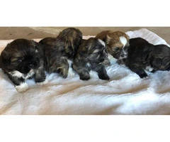 6 Shih Tzu puppies for rehoming - 6
