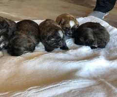 6 Shih Tzu puppies for rehoming - 7