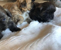 6 Shih Tzu puppies for rehoming - 8