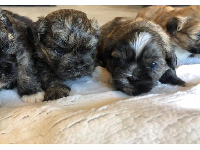6 Shih Tzu puppies for rehoming in Dallas, Texas - Puppies ...