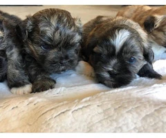 6 Shih Tzu puppies for rehoming - 9