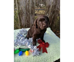 English chocolate Labrador puppies available