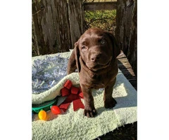 English chocolate Labrador puppies available - 3