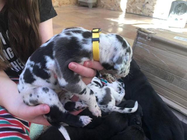 Litter of 10 CKC Great Dane puppies Indianapolis - Puppies for Sale Near Me