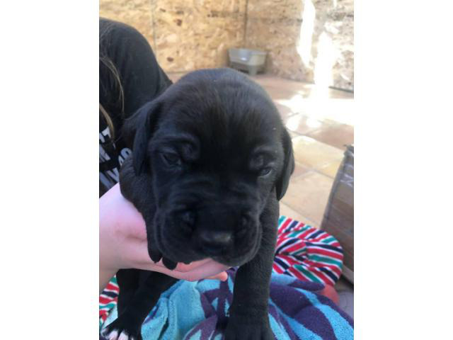 Litter of 10 CKC Great Dane puppies in Indianapolis, Indiana - Puppies for Sale Near Me
