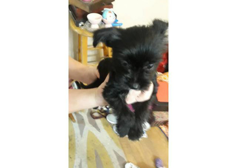 8 weeks old Chihuahua Yorkie puppy needs a new home