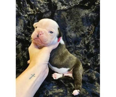 Gorgeous litter of French bulldogs for Sale