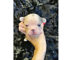 Gorgeous litter of French bulldogs for Sale - 2
