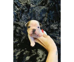 Gorgeous litter of French bulldogs for Sale - 3